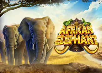 African Elephant - SUMMER138